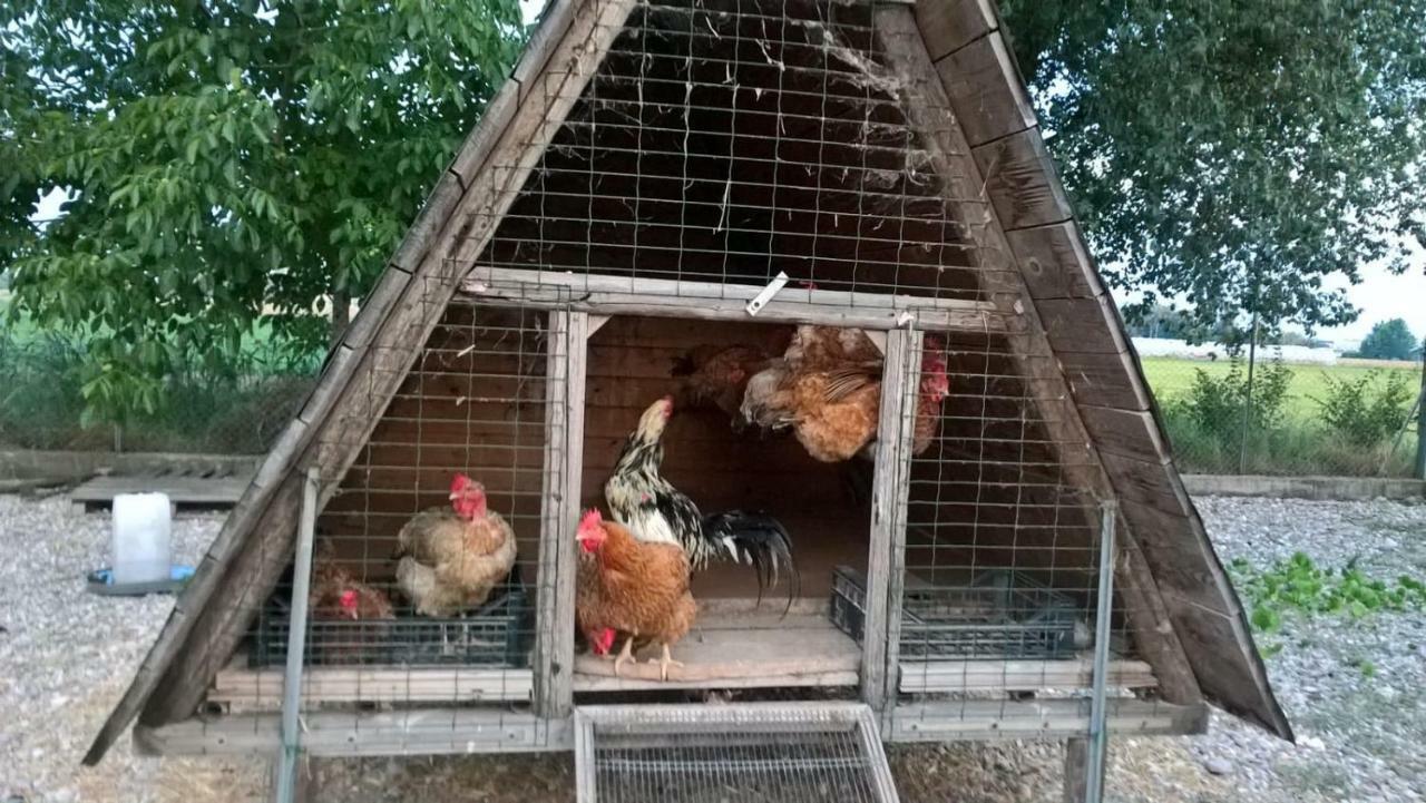 Agriturismo Cipolli e Podò Corte Carlini Mantova Esterno foto